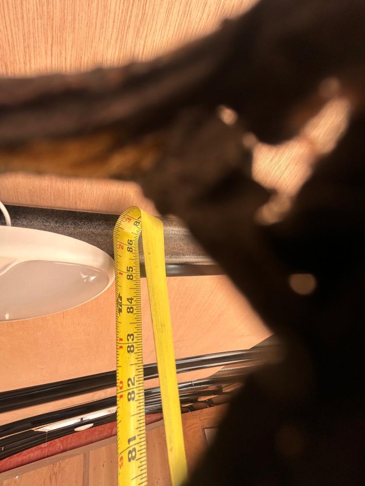 8x16 Cargo King Enclosed Trailer - White